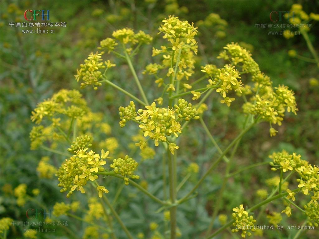 基部箭形胞茎; a target="_blank" href="/item/总状花序/795476"