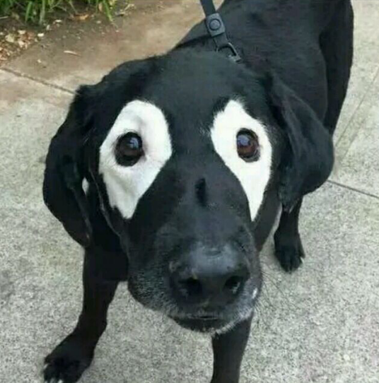熊猫狗_百度百科