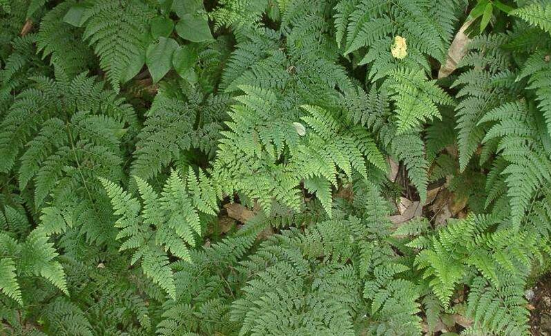  p>柳叶蕨属(学名:cyrtogonellum ching)是鳞毛蕨科柳叶蕨属植物,根状