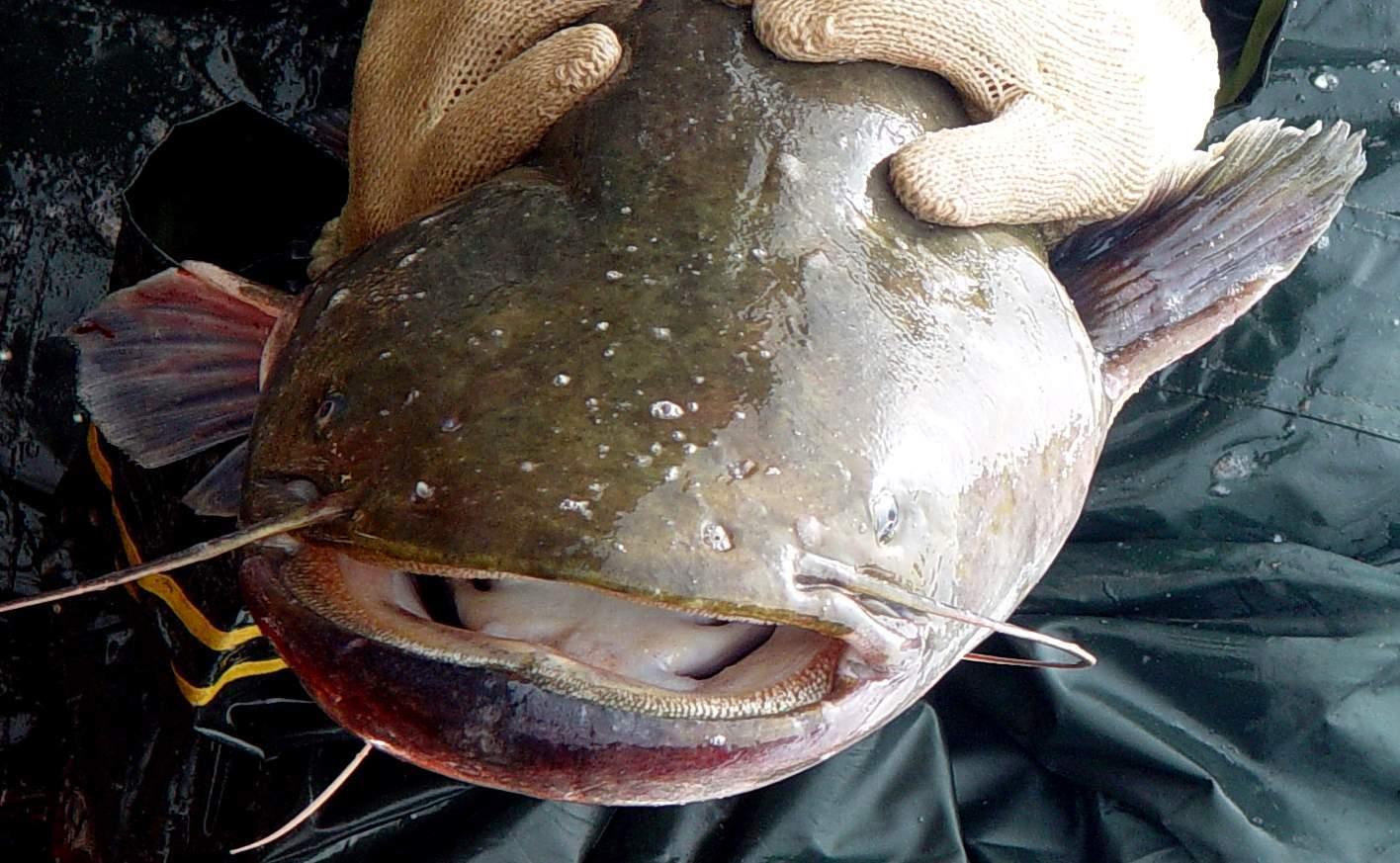 巨型非洲食人鱼