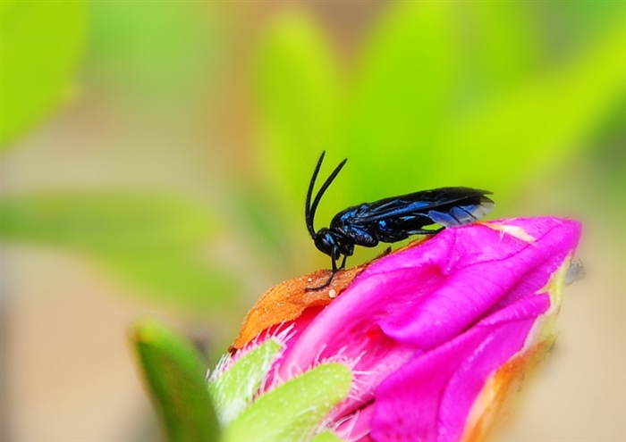 杜鹃三节叶蜂