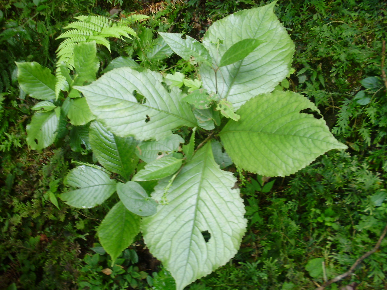 makino),是金粟兰科金粟兰属植物,多年生常绿草本或半灌木花卉.
