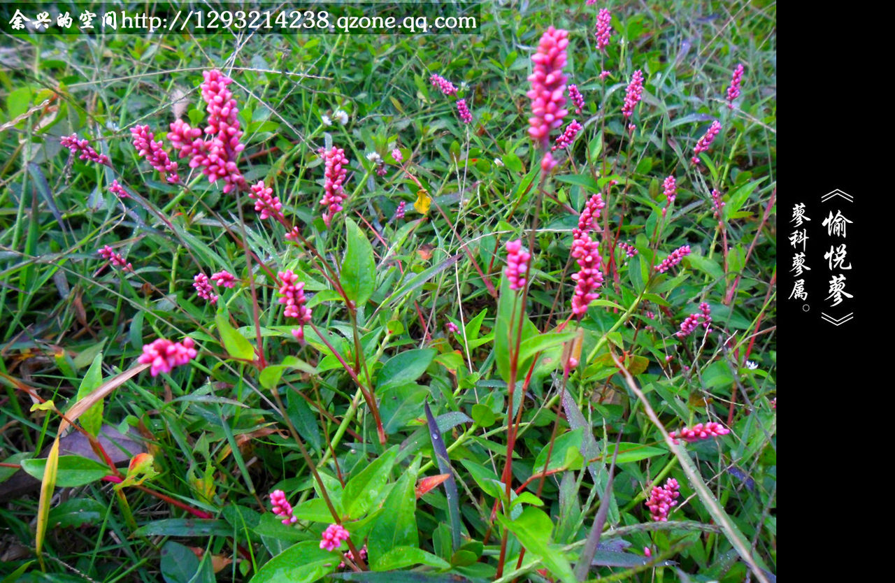  p>愉悦蓼,是 a data-lemmaid="10130404">蓼属 /a>野生植物,生于山坡