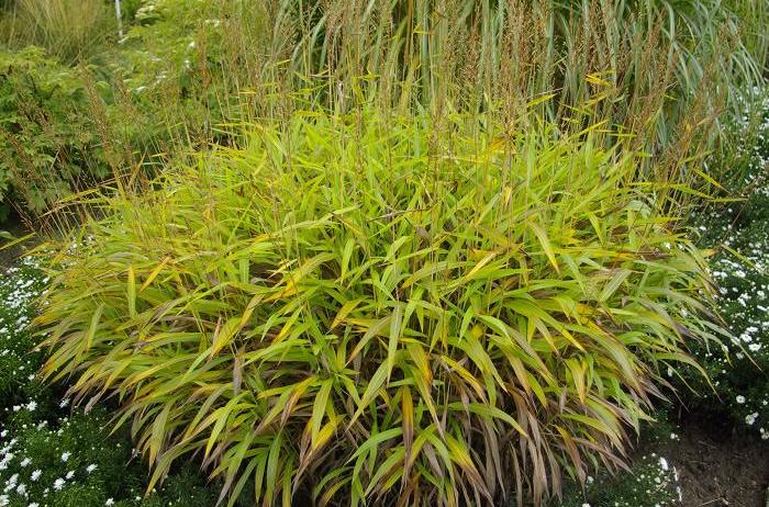  p>大油芒(学名: i>spodiopogon sibiricus  /i>trin.