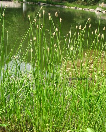 内蒙古荸荠