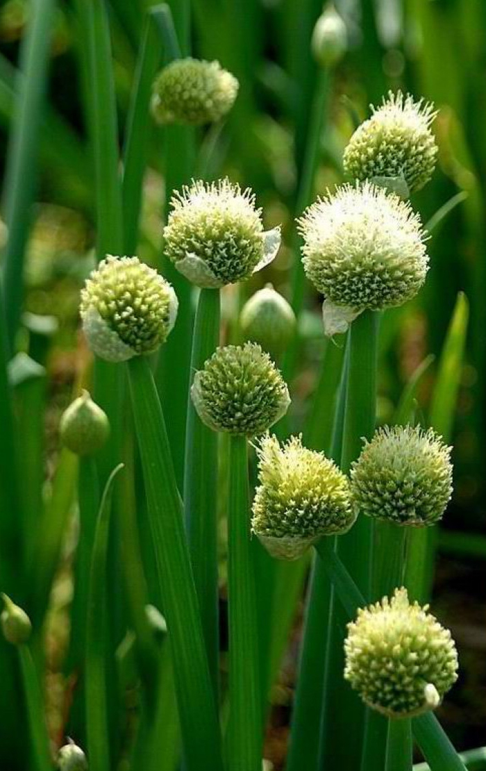  p>管花葱是一种葱科,葱属植物,为中国特有.