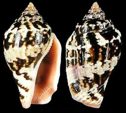  p>花瓶凤凰螺(学名: i>canarium mutabilis /i>):成贝15 - 45毫米, a