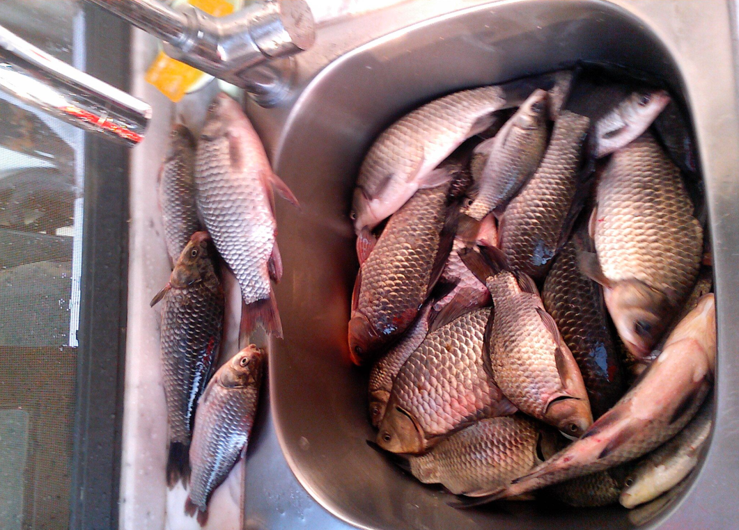  p>真骨鱼类: a href="#" data-lemmaid="1195405">硬骨鱼纲 /a>, a