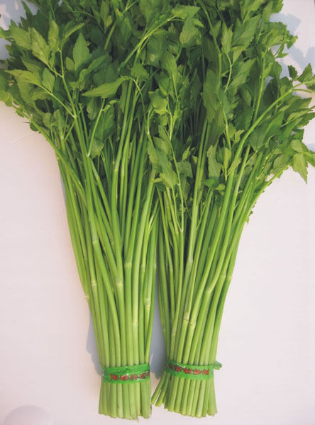 是伞形科水芹属多年生草本植物.