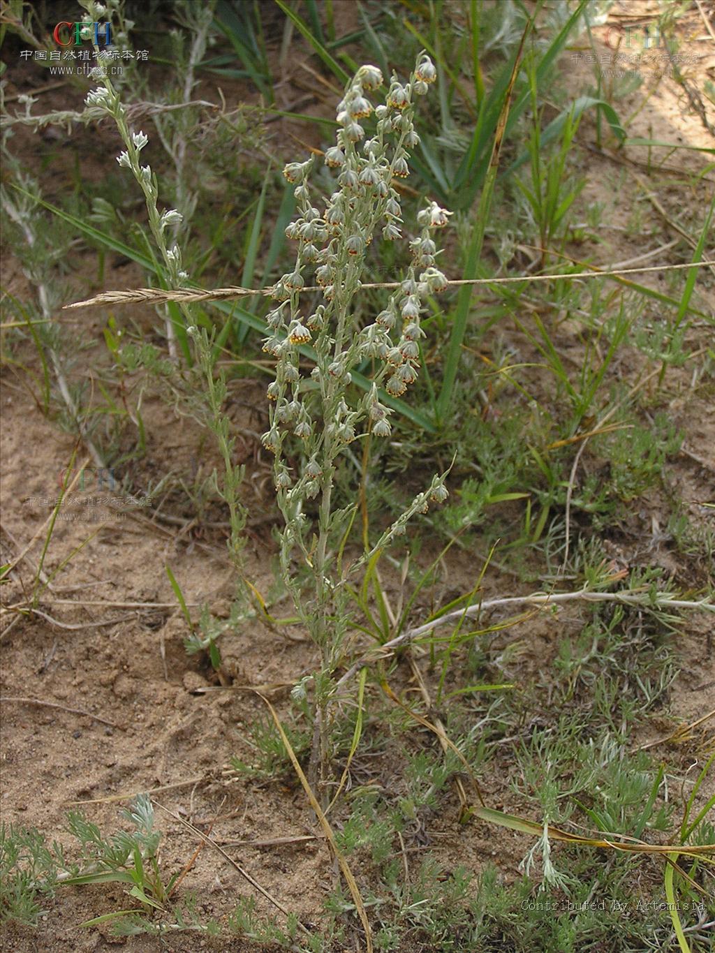 5513388" data-lemmaid="5513388">春黄菊族 /a>苦蒿系灌木或草本植物