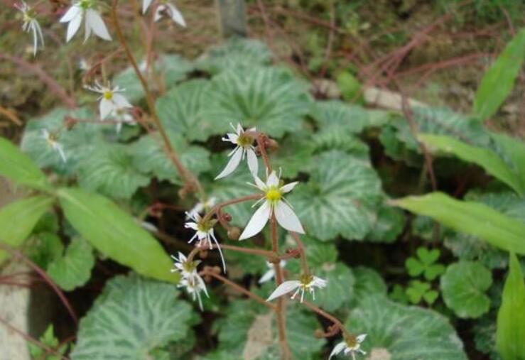绒毛头状花耳草