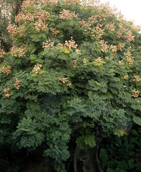  p>复羽叶栾树(学名: i>koelreuteria bipinnata /i> franch.
