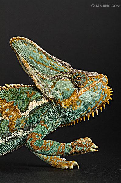  p>高冠变色龙是变色龙的一种,因为头上高耸的 a target="_blank"