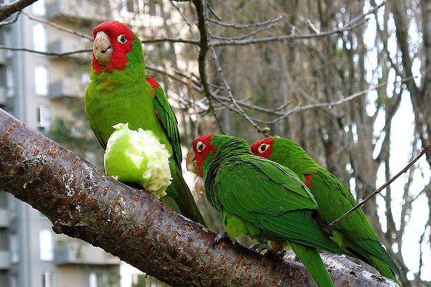  p>红面具锥尾鹦鹉(学名:aratinga erythrogenys)是典型的 a href="#"