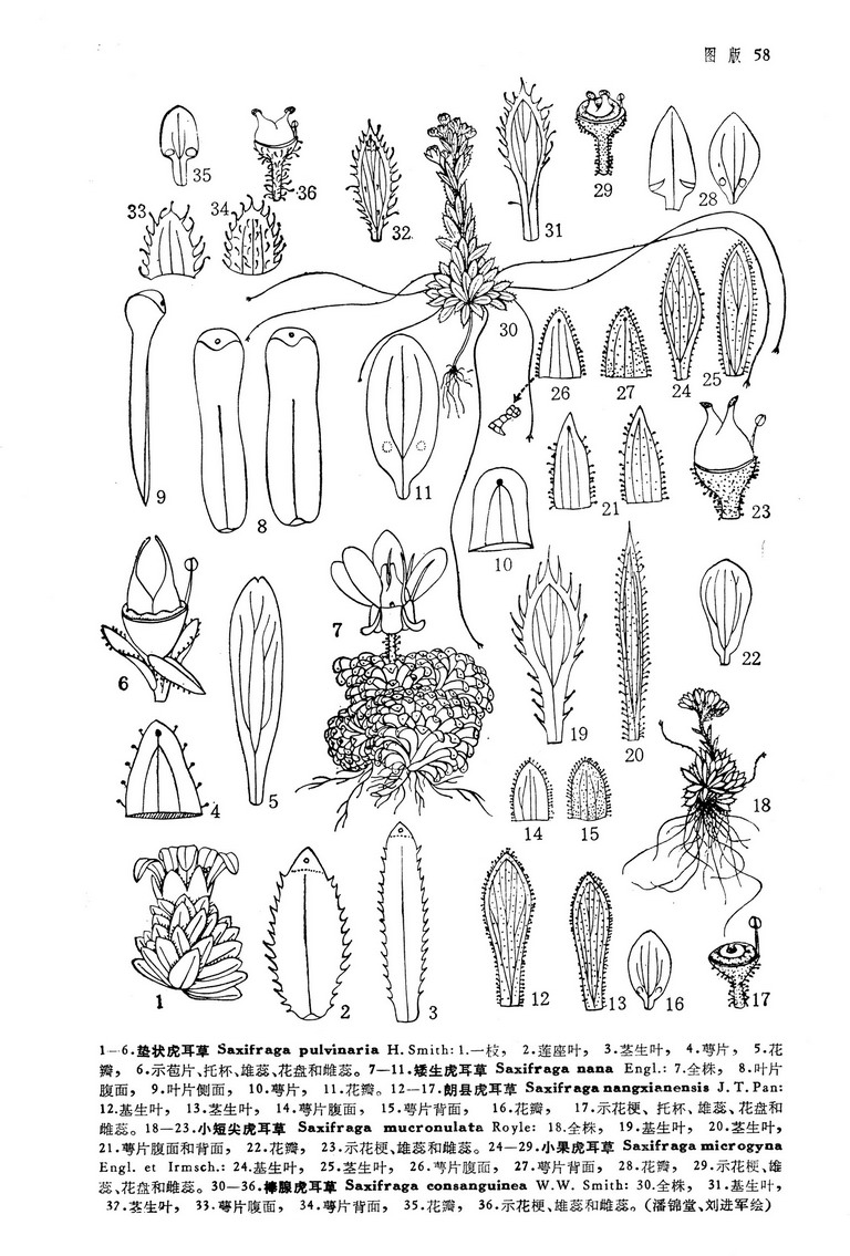  p>虎耳草(学名:saxifraga stolonifera curt.