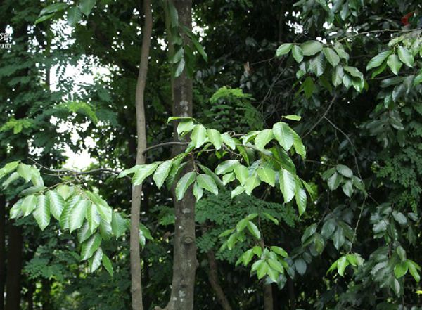 hopea hainanensis merr.