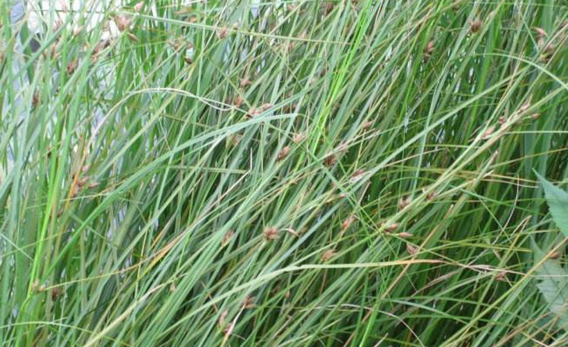  p>萤蔺是一种属于单子叶植物纲莎草科 a>藨草属 /a>的多年生草本杂草