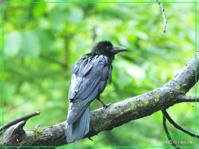 小嘴乌鸦新疆亚种