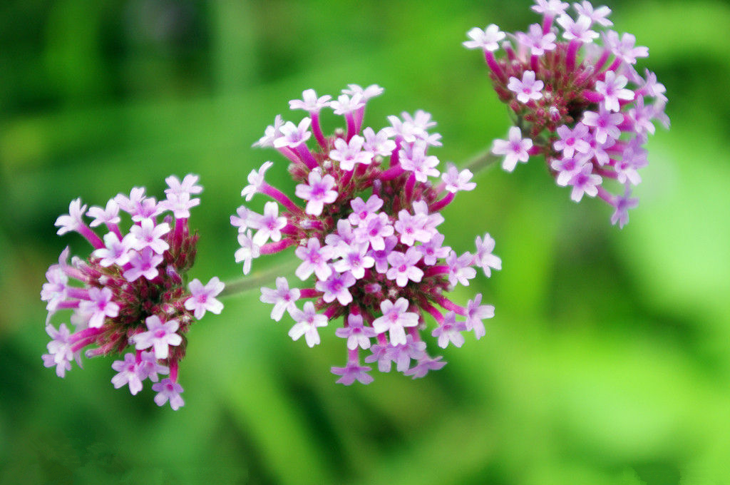  p data-id="gncnbj583r">马鞭草又叫马鞭梢, a target="_blank" href