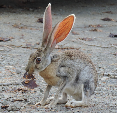 antelope jackrabbit