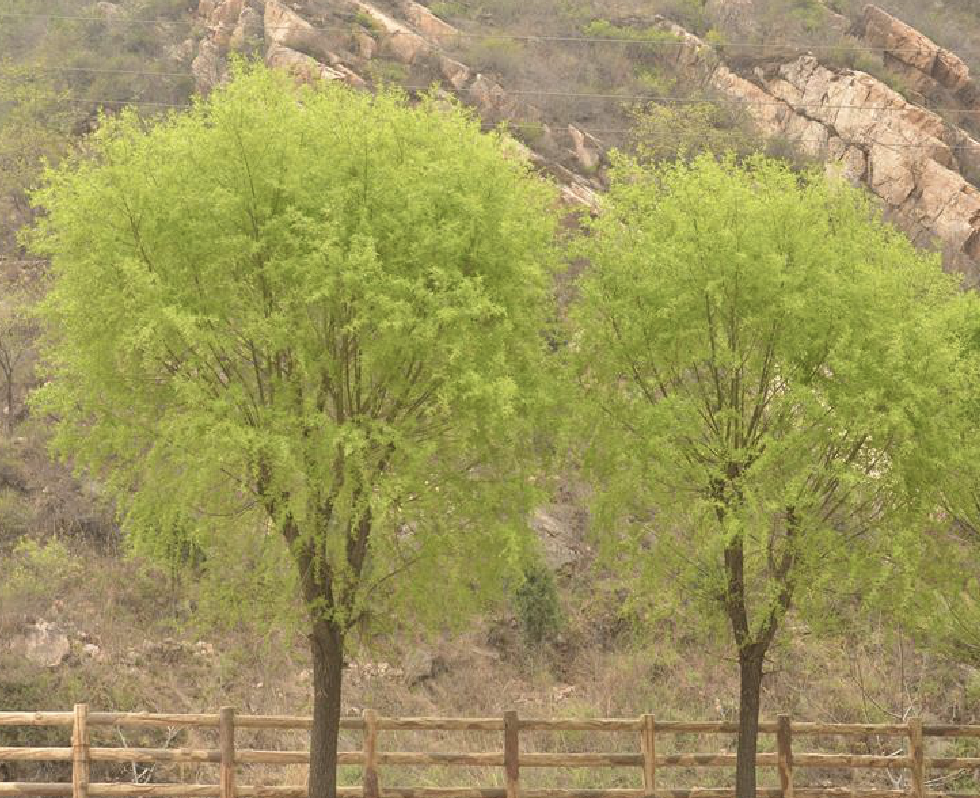  p>馒头柳(学名: i>salix matsudana /i> var.  i>matsudana /i> f.