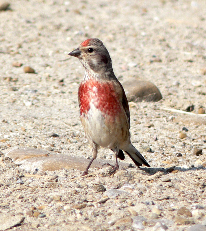  p>赤胸朱顶雀(学名: i>linaria cannabina /i>):为 a href="#" data