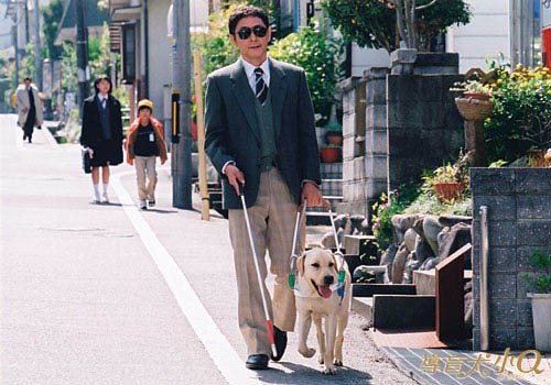 导盲犬（帮助盲人出行的工作犬）_百度百科