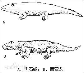  p>石炭纪(carboniferous)约处于 a href="#" data-lemmaid="2172198"