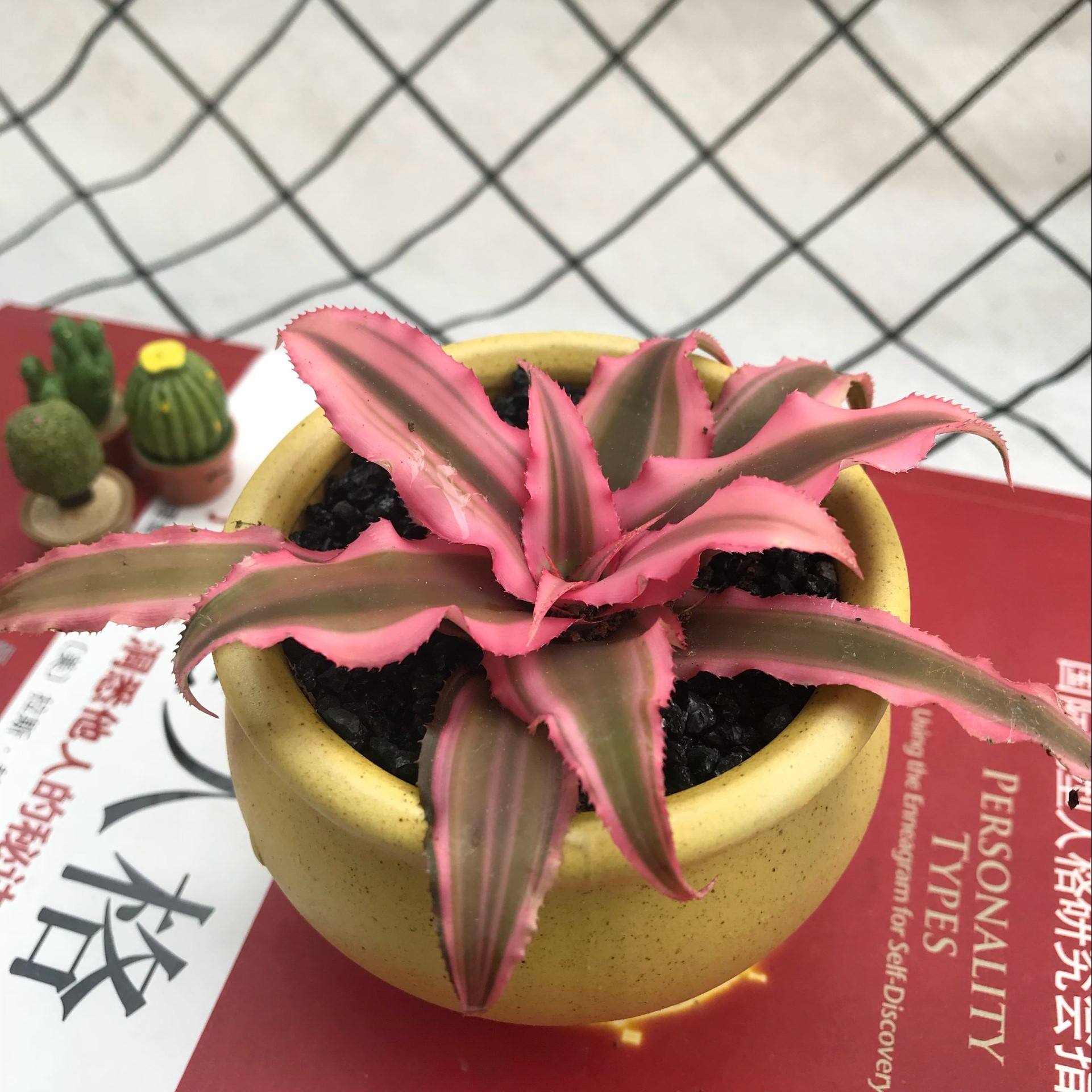  p>姬凤梨(学名: i>cryptanthus acaulis /i> (lindl.