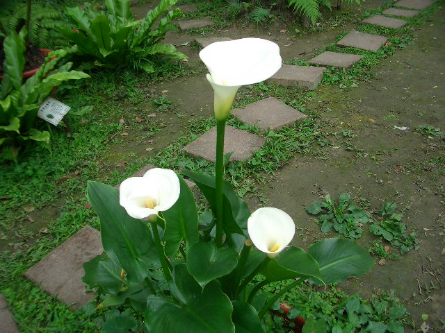 紫杆水芋