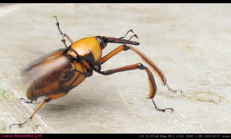  p>象鼻虫(elaeidobius kamerunicus)是 a href="#" data-lemmaid="