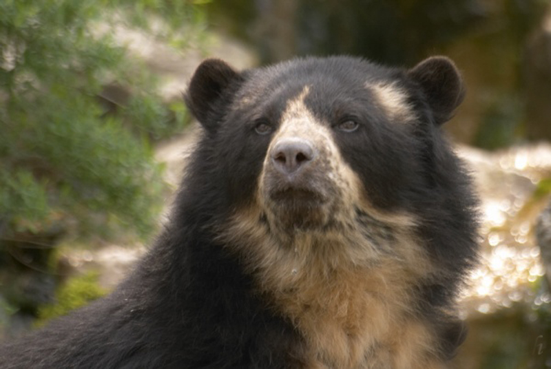  p>眼镜熊(学名: i>tremarctos ornatus /i>):是食肉目,熊科,眼镜熊属