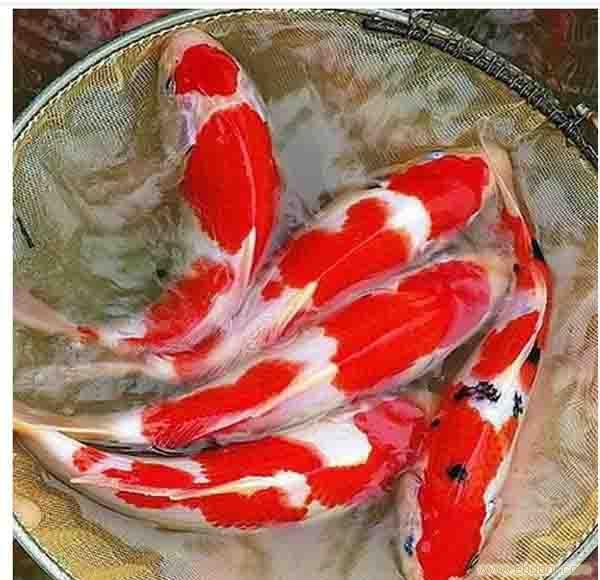 日本锦鲤