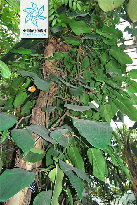  p> b>上树蜈蚣 /b>(学名: i>rhaphidophora lancifolia /i>):是单子