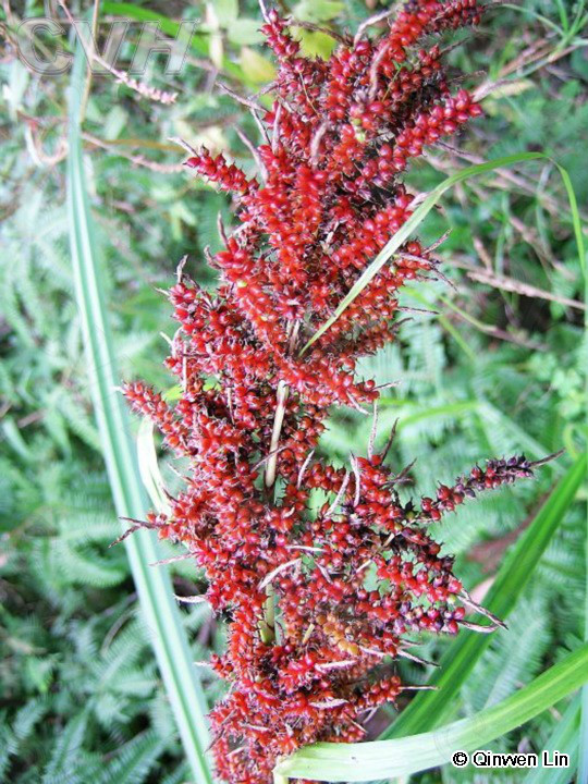  p>浆果薹草(学名:carex baccans),又名红果薹,为 a href="#">莎草科 