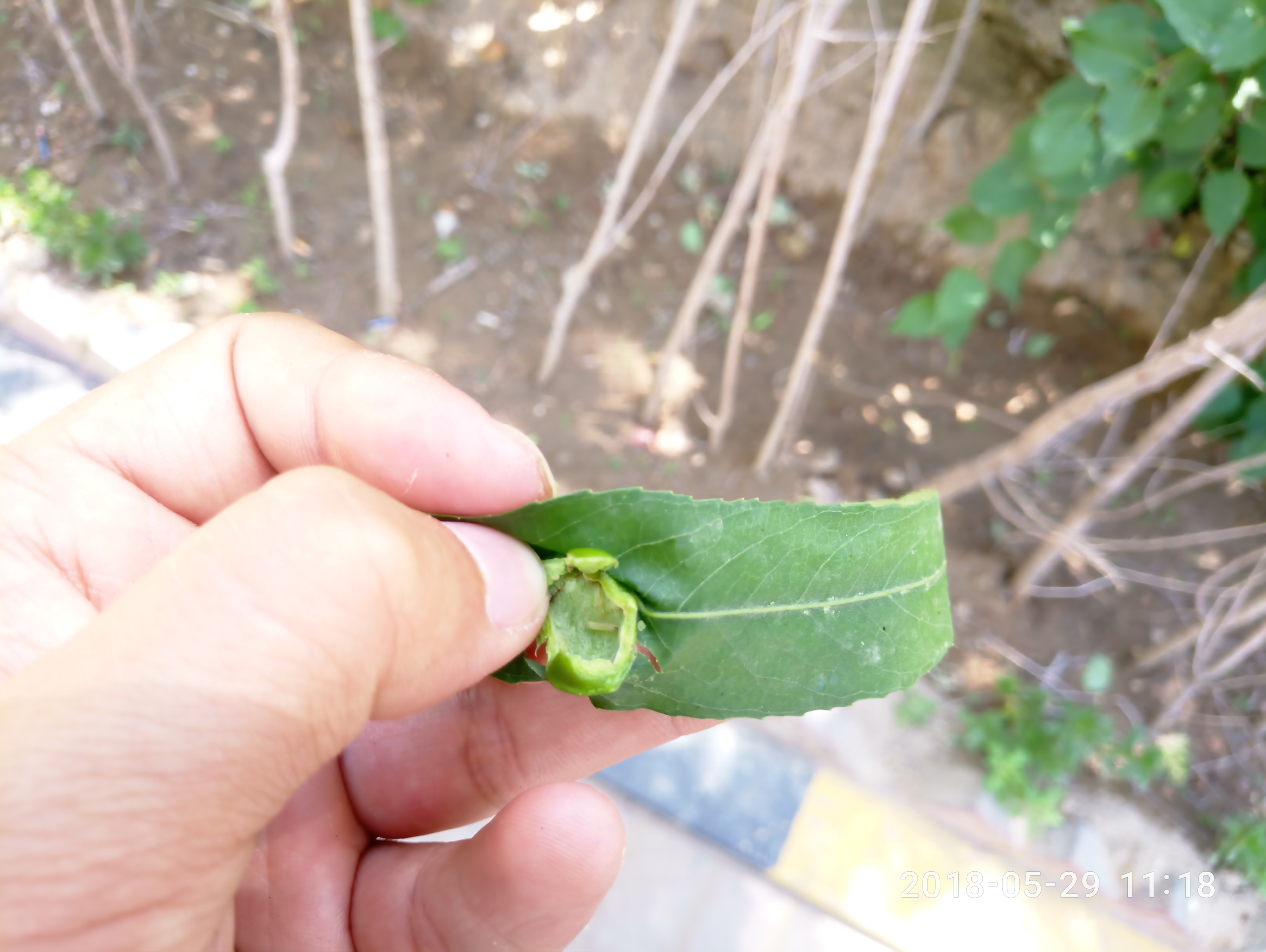  p>柳厚壁叶蜂pontania bridgmannii cameron又名柳瘿叶蜂.