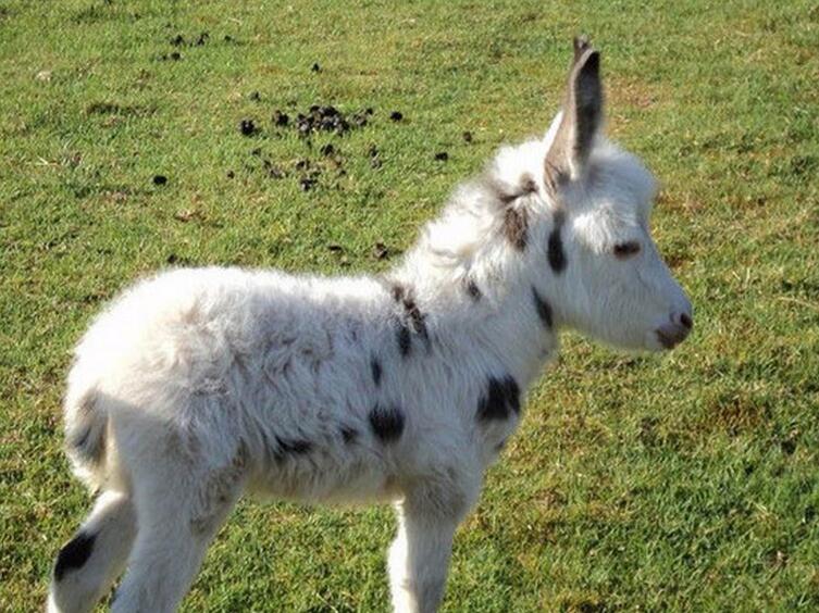 data-lemmaid="1376752">澳洲 /a>现在最抢手的宠物——迷你驴