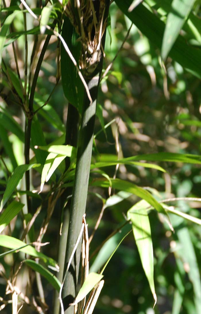 g.albociliata(munro)kurz