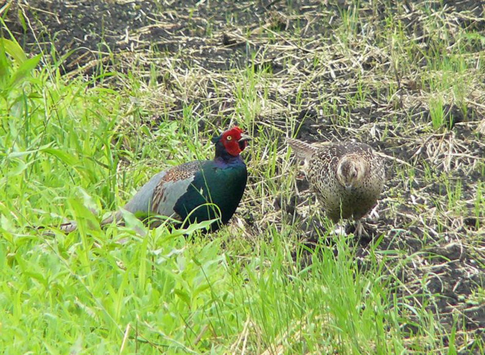 phasianus versicolor