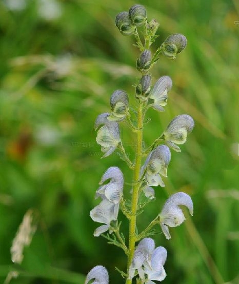 aconitum brachypodum diels.