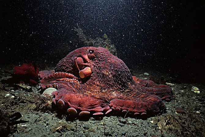  p>巨型章鱼,并非是 a href="#" data-lemmaid="708984">大王乌贼 /a>