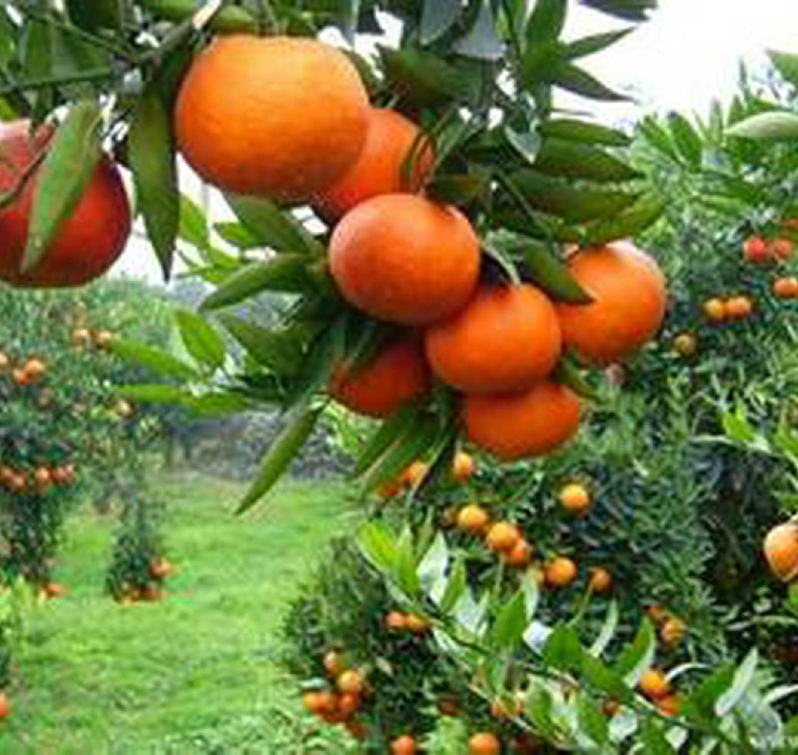  p data-id="gn59x034cx">山下红柑橘由日本选育,系宫川红色芽变,于二