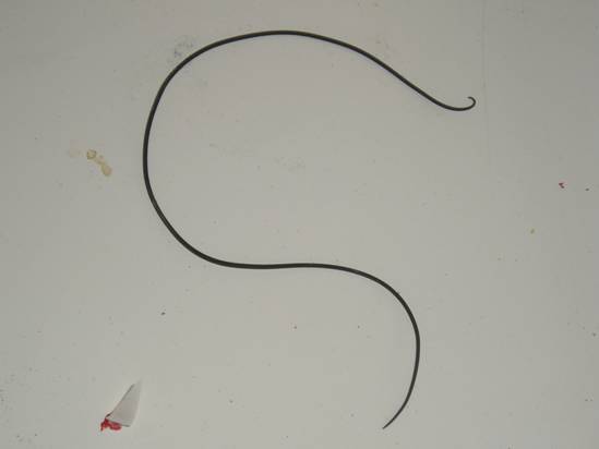 p>铁线虫(gordiacea von stebold,1843)又名发形蛇(hair snake),亦称