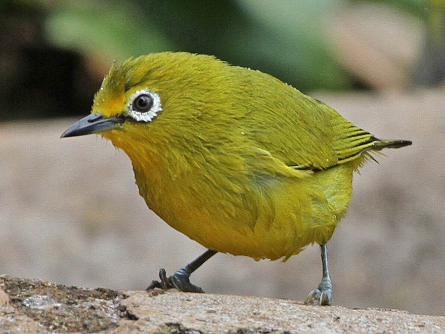黄绣眼鸟
