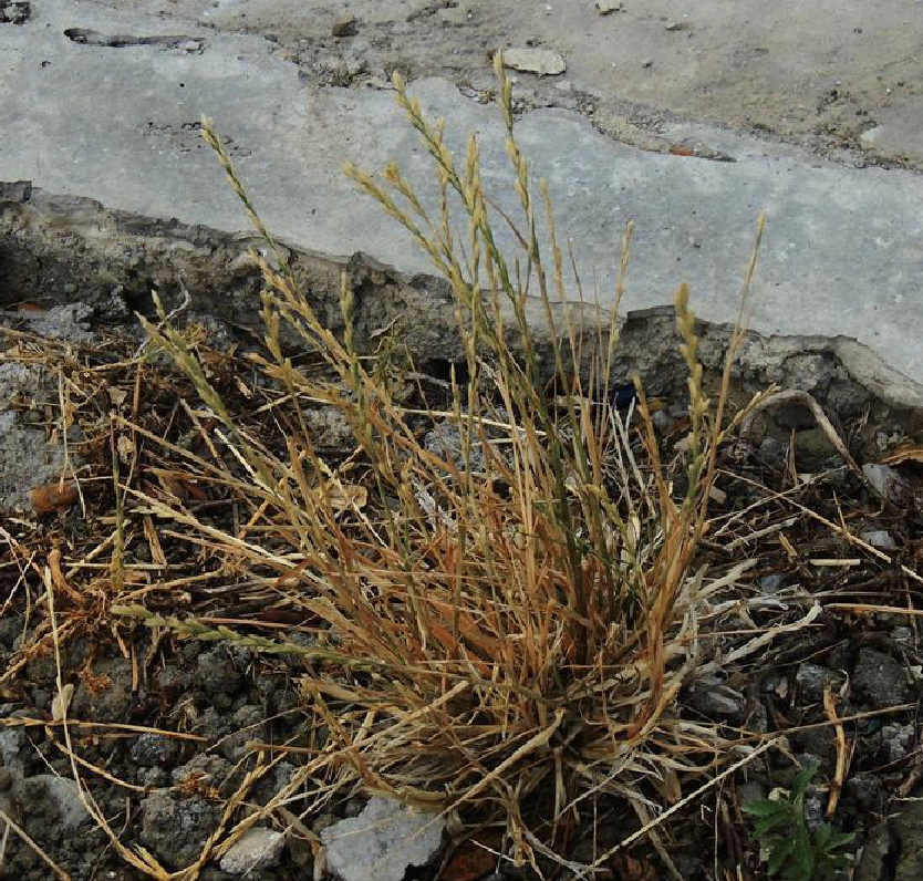 elytrigia repens (l.) nevski