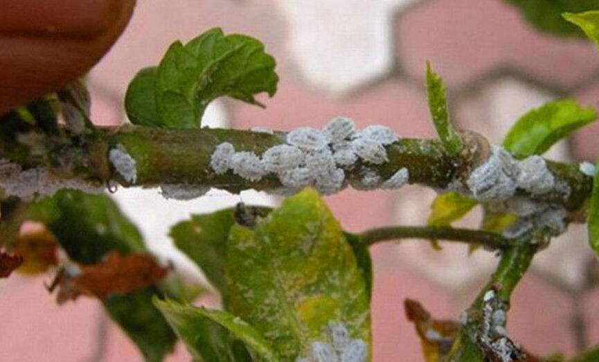  p>康氏粉蚧, i>pseudococcus comstocki /i> kuwana,为同翅目