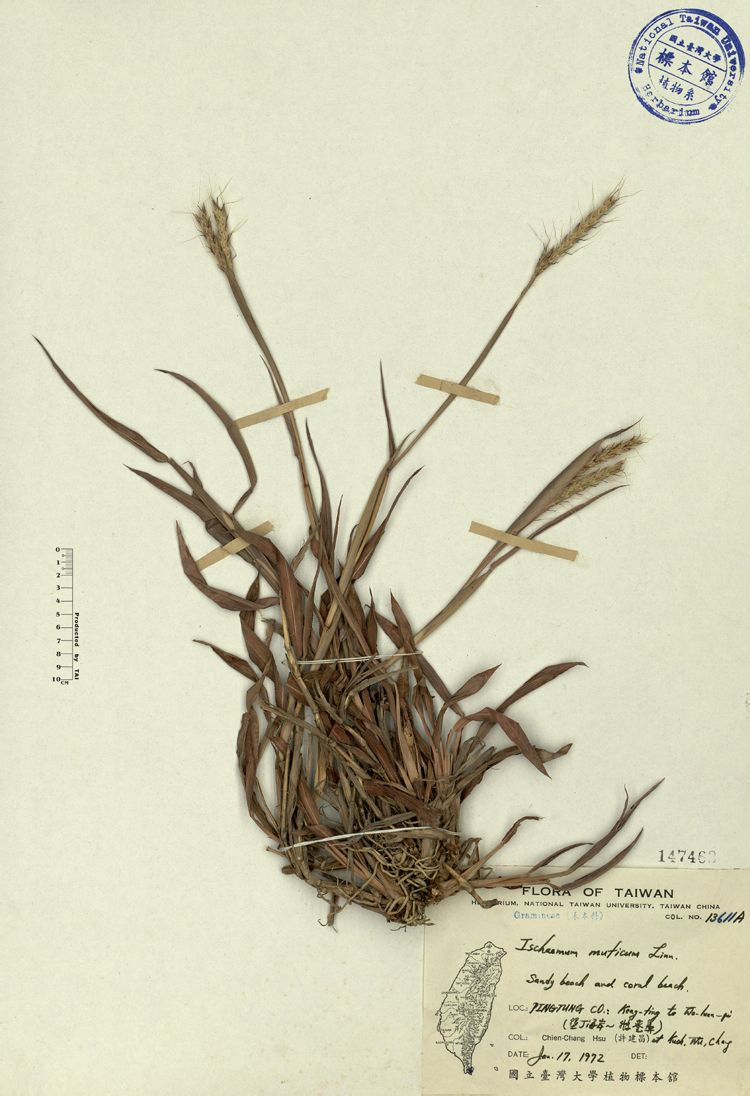  p>田间鸭嘴草( a target="_blank" href="/item/学名/8074290" data