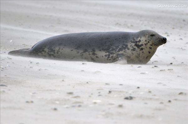 灰海豹