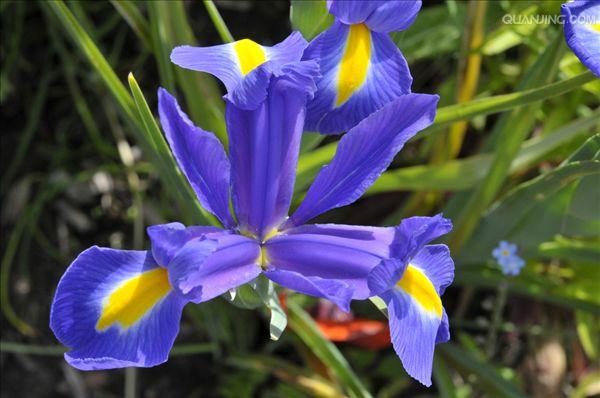 iris versicolor l.