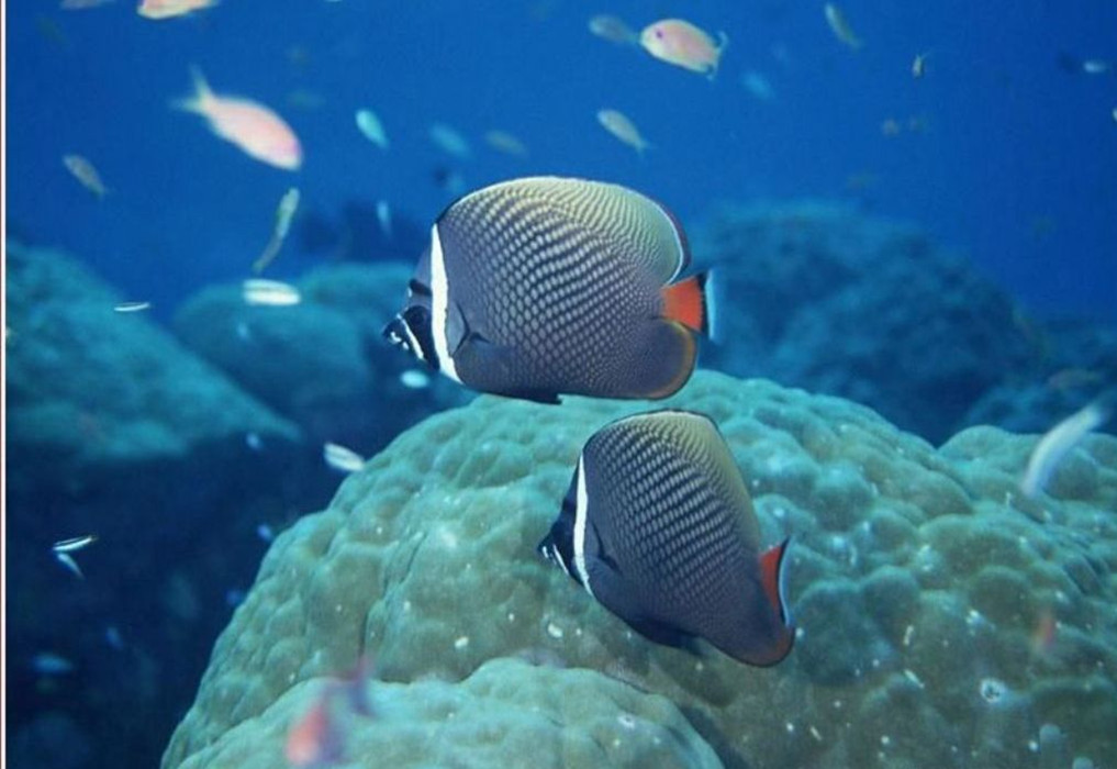  p>烛光鱼是 a href="#" data-lemmaid="1195405">硬骨鱼纲 /a>, a